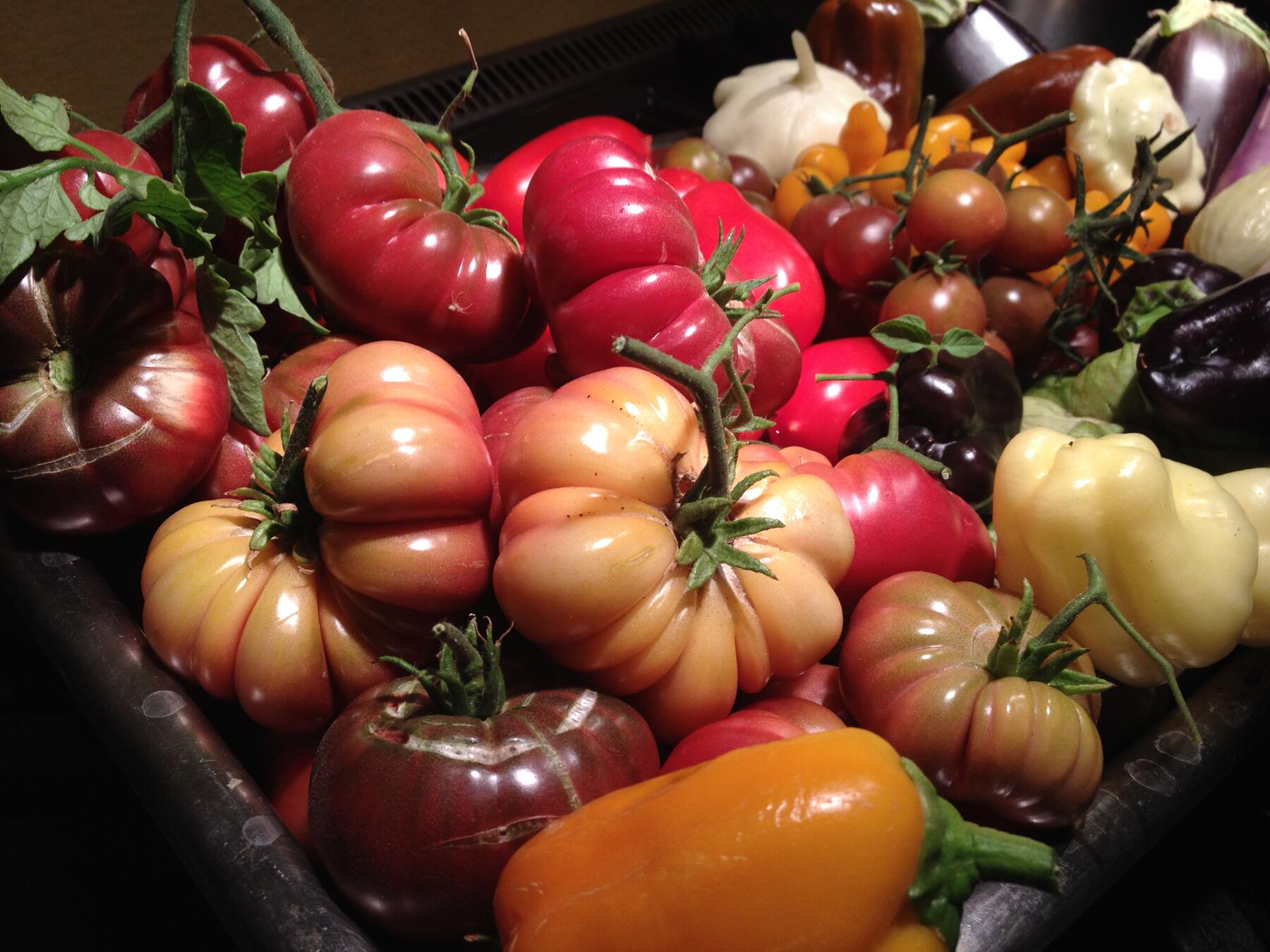 A crate of freshly picked heirloom tomatoes, peppers and squash from the garden